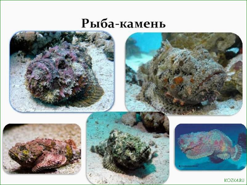  Кулинарные рецепты с использованием рыбы камень