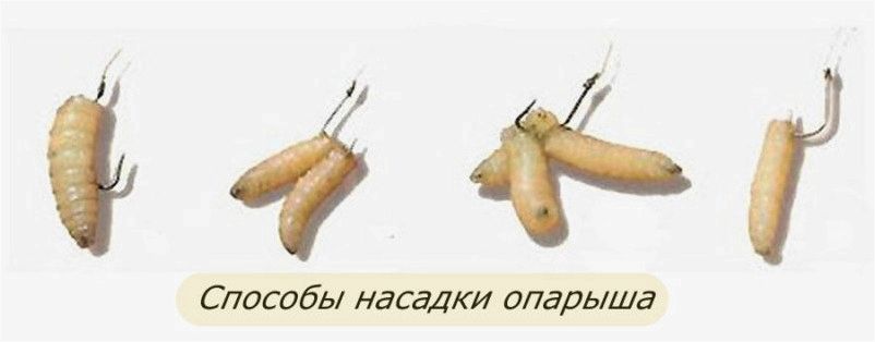 Как насаживают опарышей на крючок