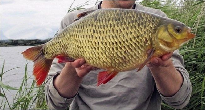 (красноперка, ловим, круглый) Красноперка: ловим круглый год