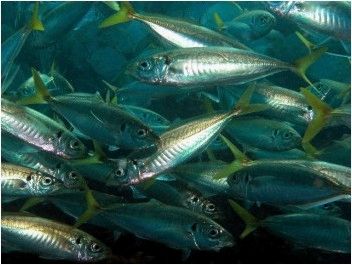 (ловля, рыбы, черном, море) Ловля рыбы на Черном море