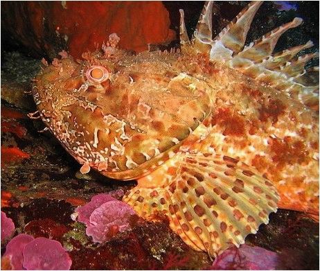 (ловля, рыбы, черном, море) Ловля рыбы на Черном море