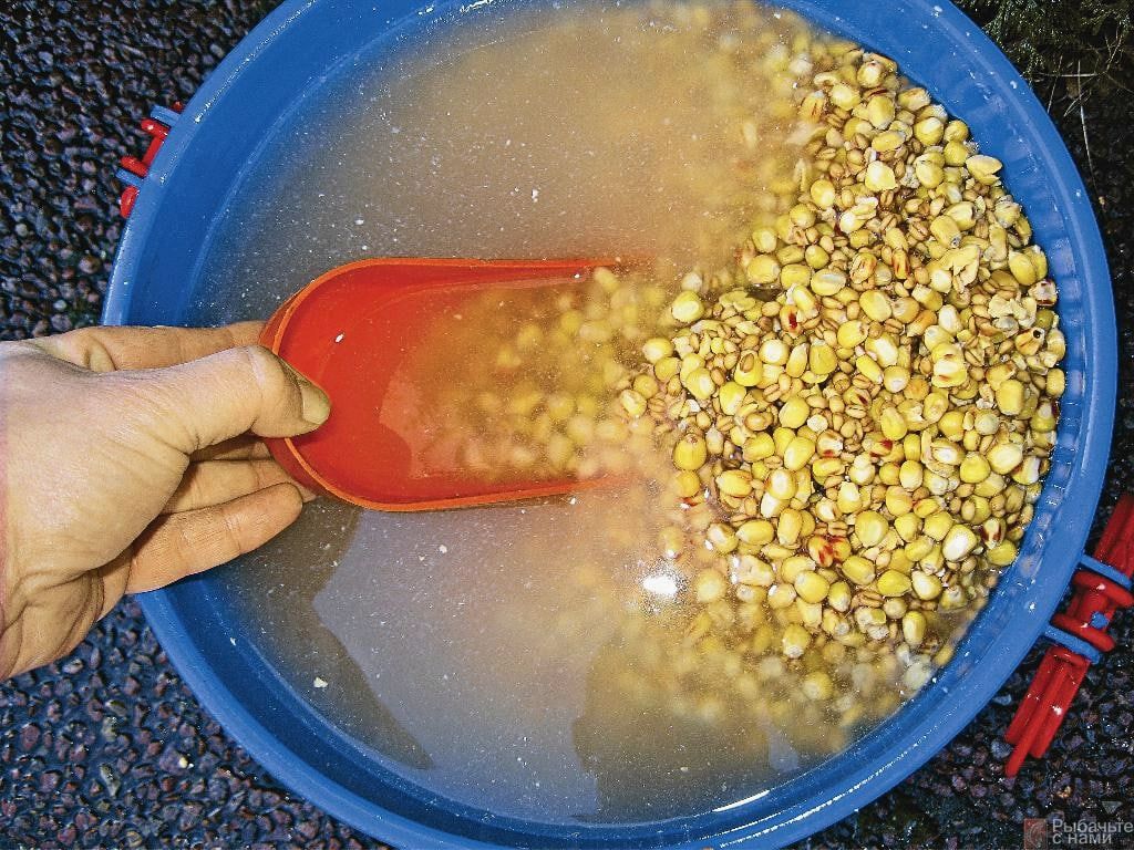 (применение, кукурузы, рыбалке) Применение кукурузы в рыбалке
