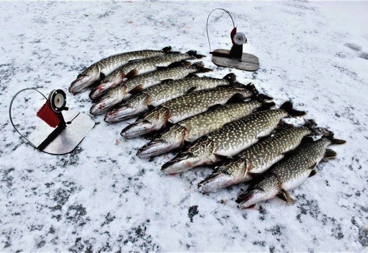 Кренки как эффективный и простой способ ловли окуня или щуки