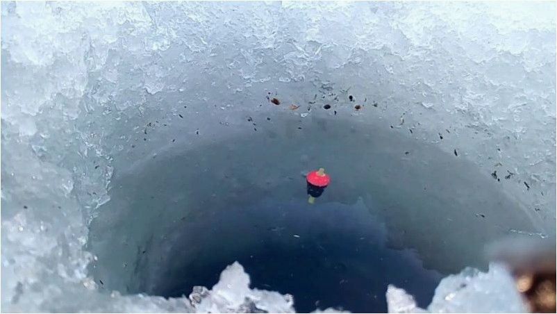 Ловим язя со льда. Эффективная тактика рыбалки