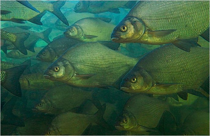 Пресноводная рыба в морских водоемах