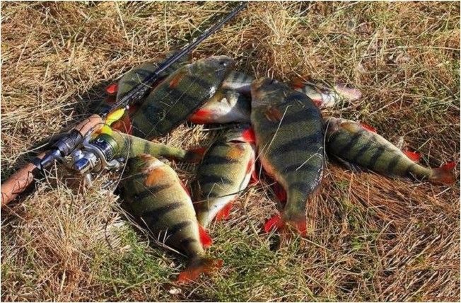 (весна, отправляемся, ловить, окуня) Весна: отправляемся ловить окуня спиннингом