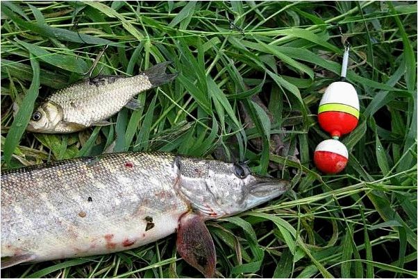 Ловля щуки на поплавочную удочку