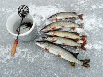 Ловля щуки зимой