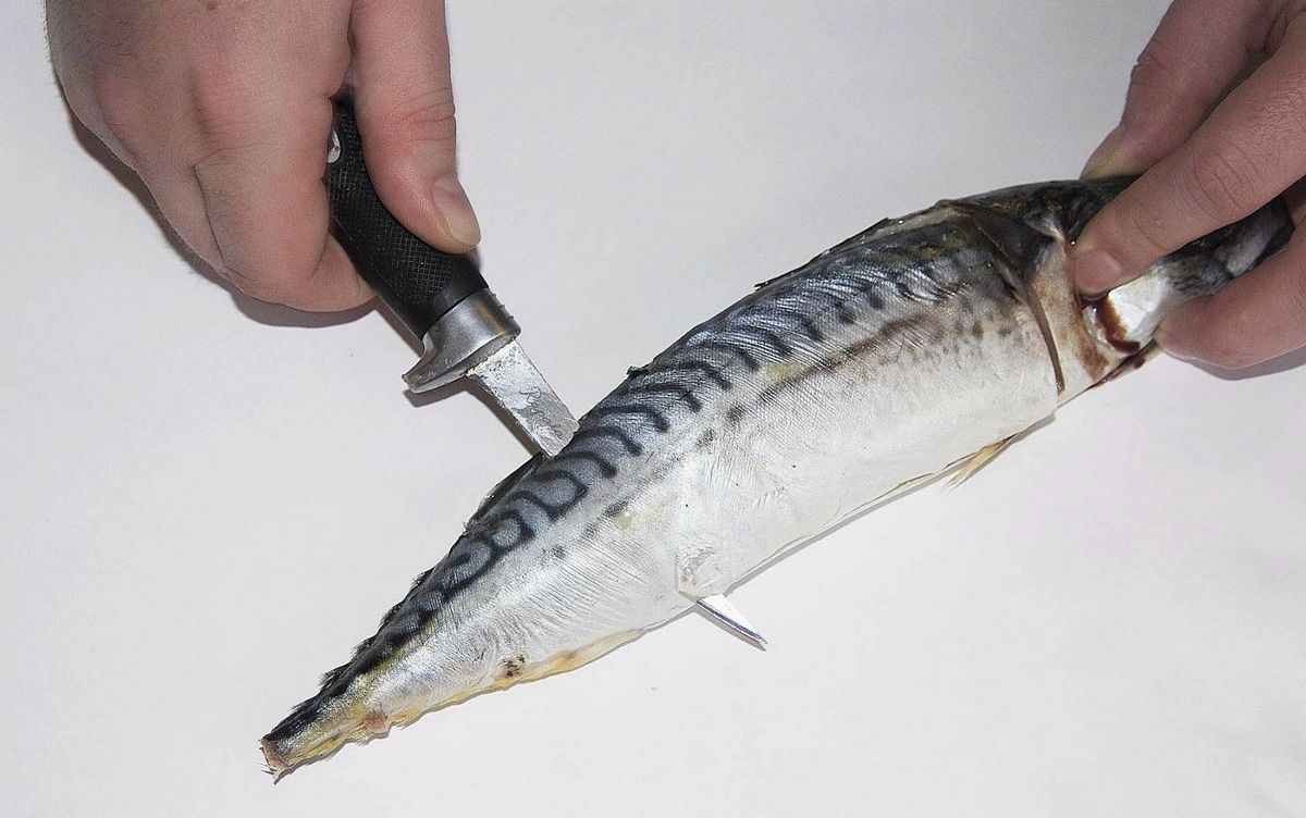 Прикорм и наживка, использующиеся на морской рыбалке