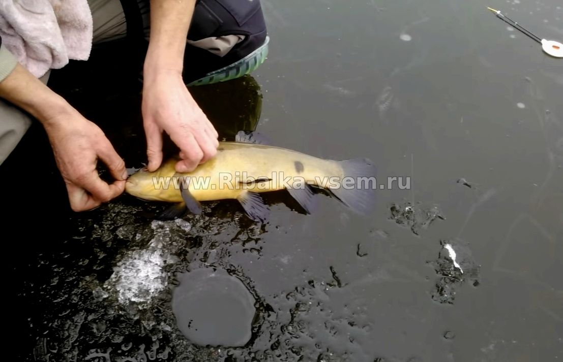 Линь. Тактика прикармливания