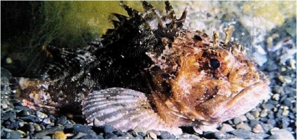 (рокфишинг, черном, море) Рокфишинг на Черном море