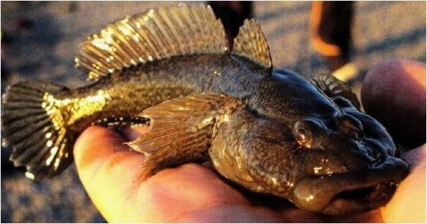 (рокфишинг, черном, море) Рокфишинг на Черном море