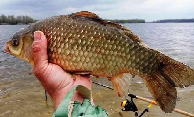 Самые лучшие наживки для ловли карася