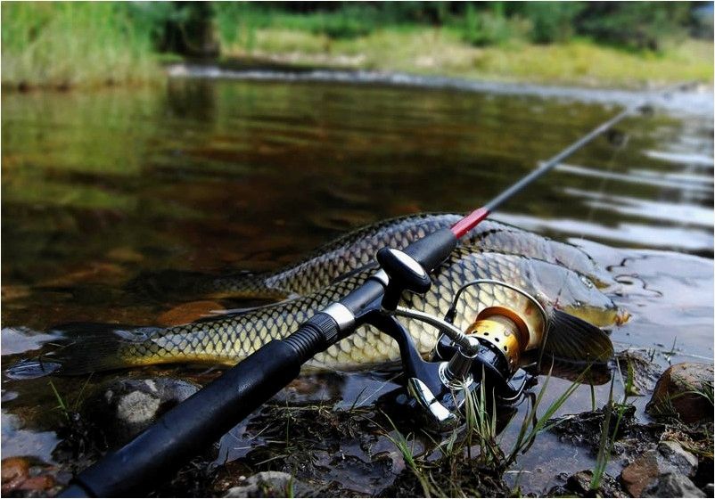 (удилища, shimano, ловли, карпа) Удилища Shimano для ловли карпа