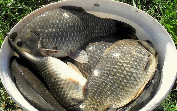 Как ловить рыбу на приманку из сала. Несколько хитростей