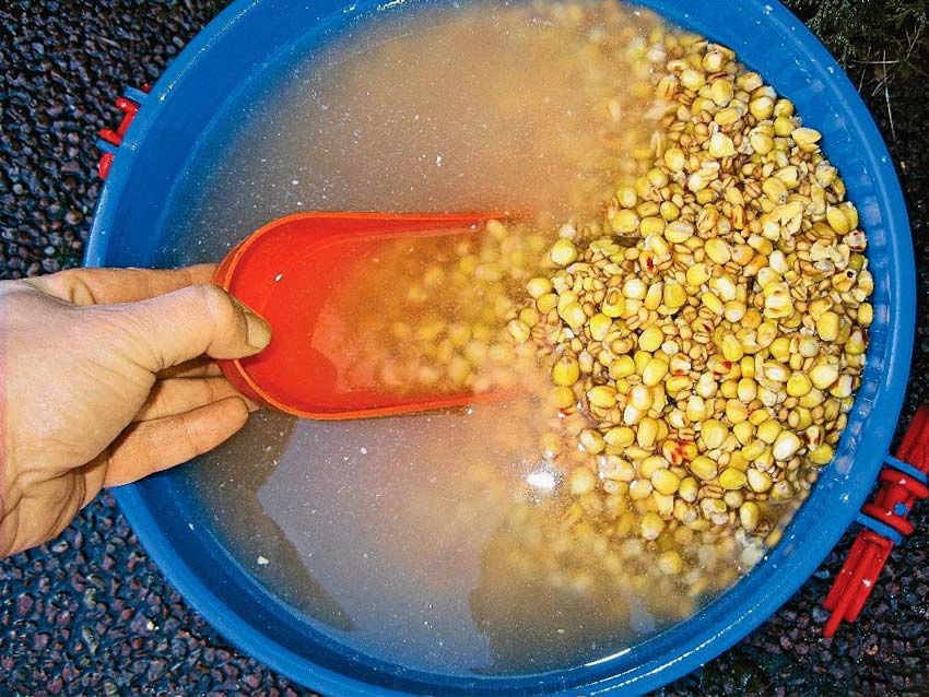 Рецепт прикормки для ловли карпа
