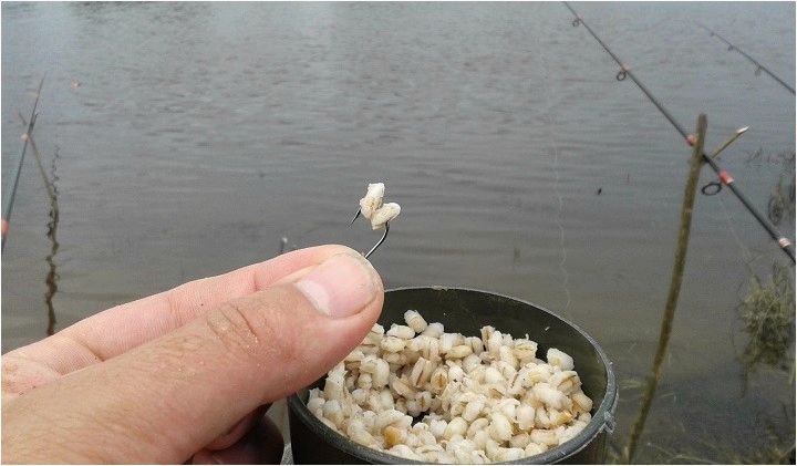 (самая, уловистая, перловка, ловли) Самая уловистая перловка для ловли леща