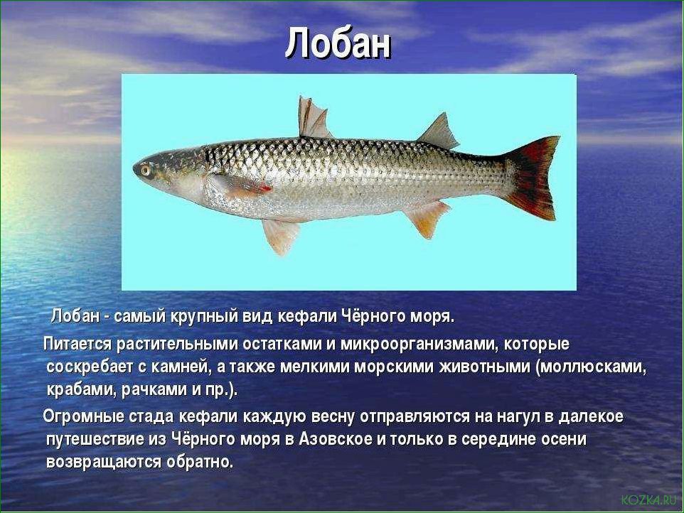 (блюда, рыбы, лобань) Блюда из рыбы лобань