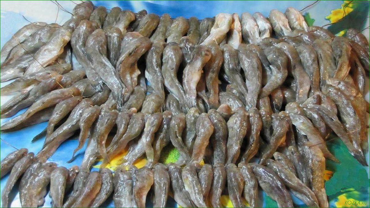 (блюда, ротана, рыбы) Блюда из ротана рыбы