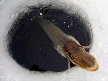 Ловля щуки на жерлицу зимой