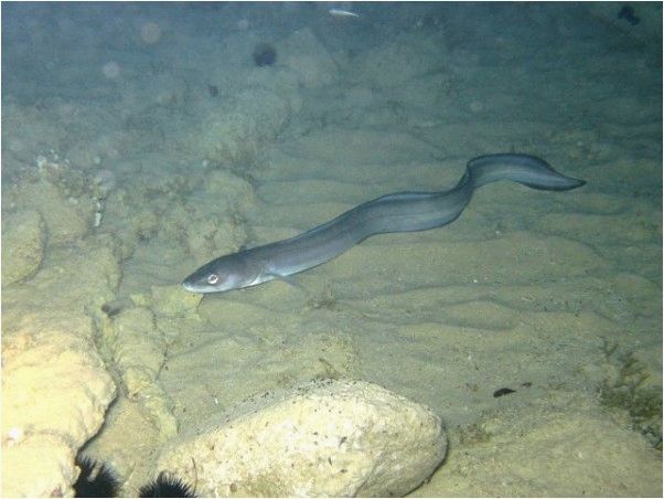 Конгер (морской угорь)