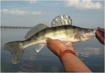(ловля, берша, водохранилище) Ловля берша на водохранилище