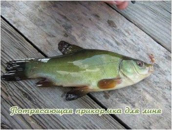 Прикормка для линя