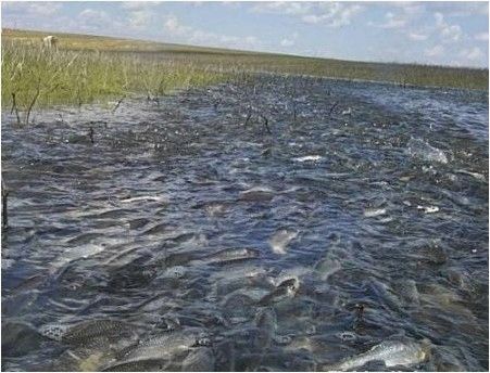 Как ловить рыбу весной