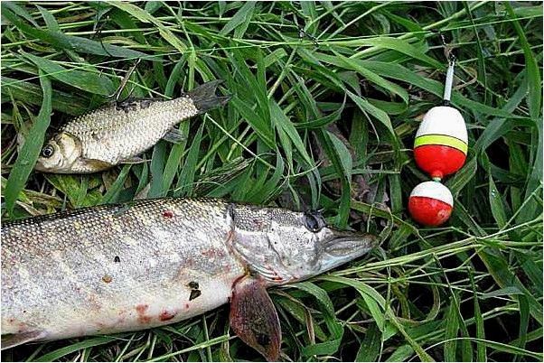 Летняя рыбалка. За щукой с поплавком