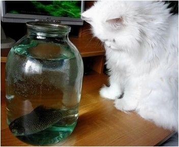 Ловля и хранение живца
