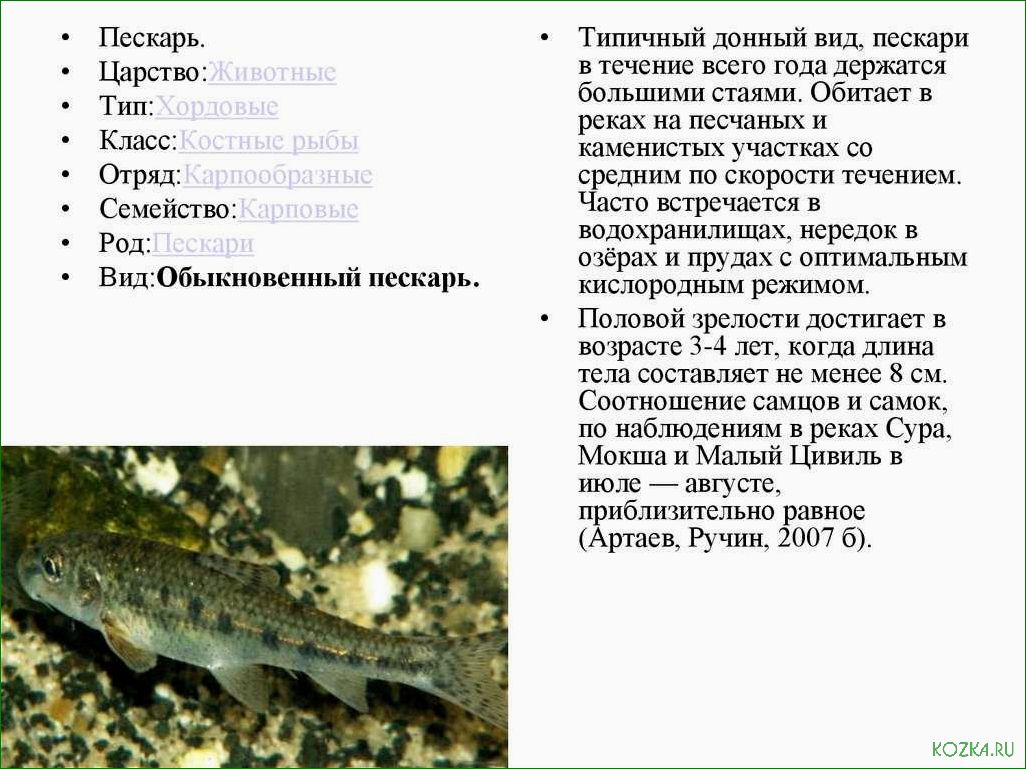 Пескарь рыба: блюда и рецепты
