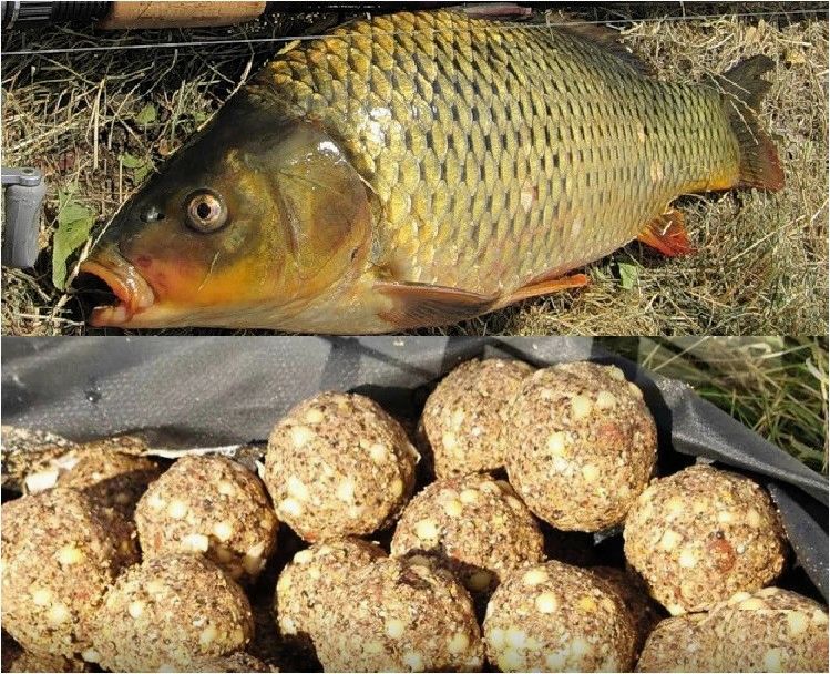Рабочий рецепт каши для ловли карпа и сазана
