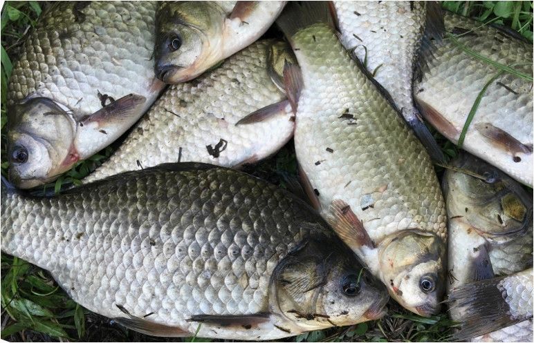 Ловля карася на искусственных водоемах
