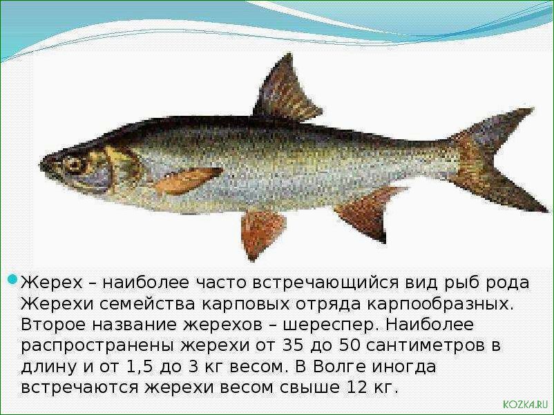Рыба рыбец блюдо