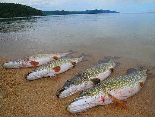 Ловля крупной щуки на озере осенью