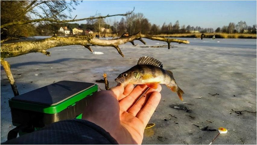 Ловля на мормышку в коряжнике