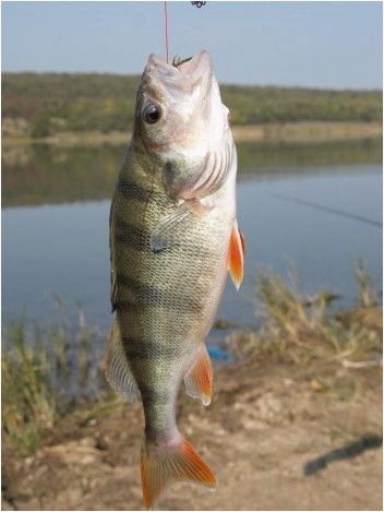 Мормышки для ловли окуня