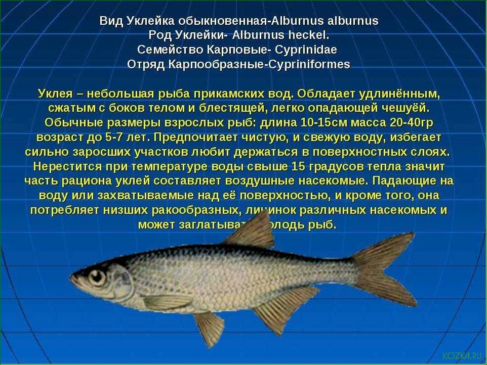 Рыба уклейка: рецепты и советы по приготовлению