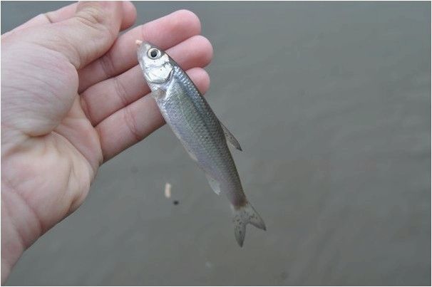Рыбалка во время запрета