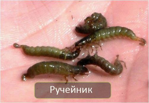 (наживки, опарыш, ручейник, мотыль, собирать, хранить) Наживки опарыш, ручейник и мотыль как собирать и хранить