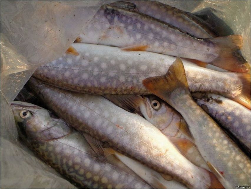 Речная ловля кунджи. Выбираемся на зимнюю рыбалку