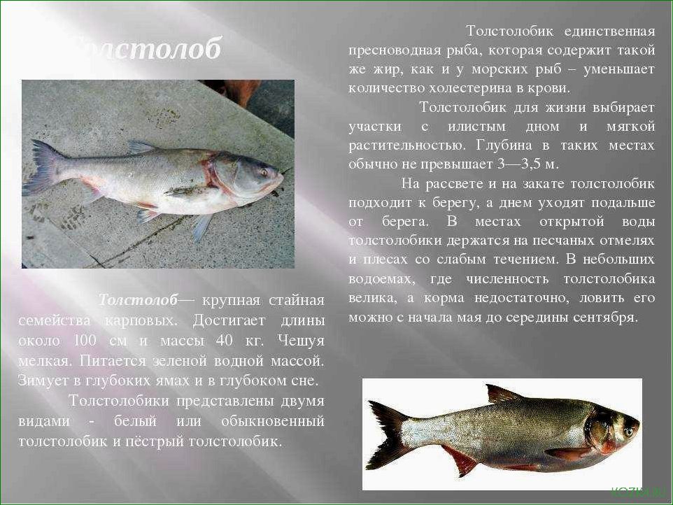 (усач, рыба, рецепты, блюд, полезные) Усач рыба: рецепты блюд и полезные свойства