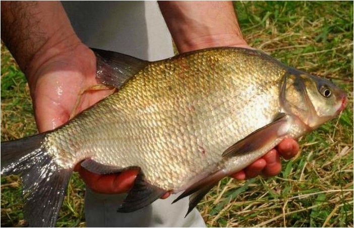 Ужение леща на дальний заброс снасти