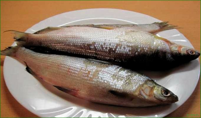 Блюда с пелядью: лучшие рецепты