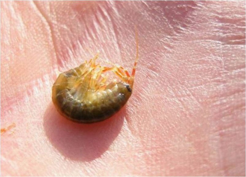 Ручейник и мормыш – наживка из водоема