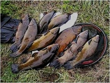 В какое время и на какие насадки ловить линя?