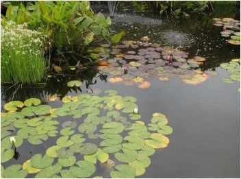 (водные, растения, рыбы) Водные растения и рыбы