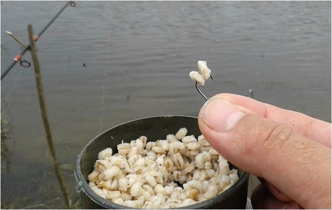 Все о перловке для рыбалки