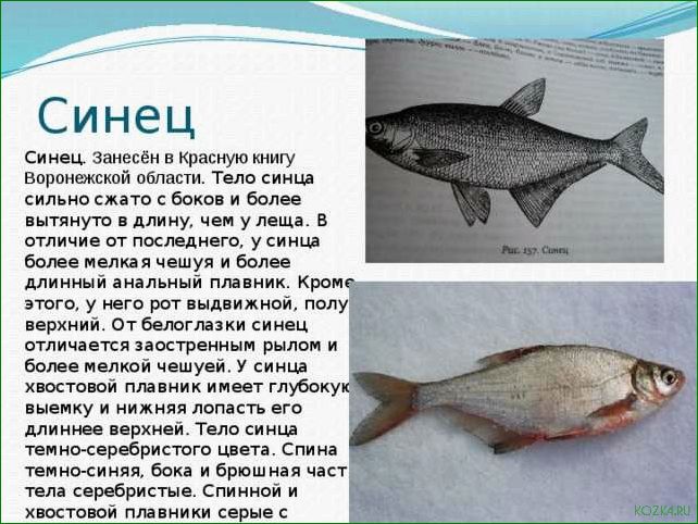 Густера рыба: рецепты приготовления вкусных блюд