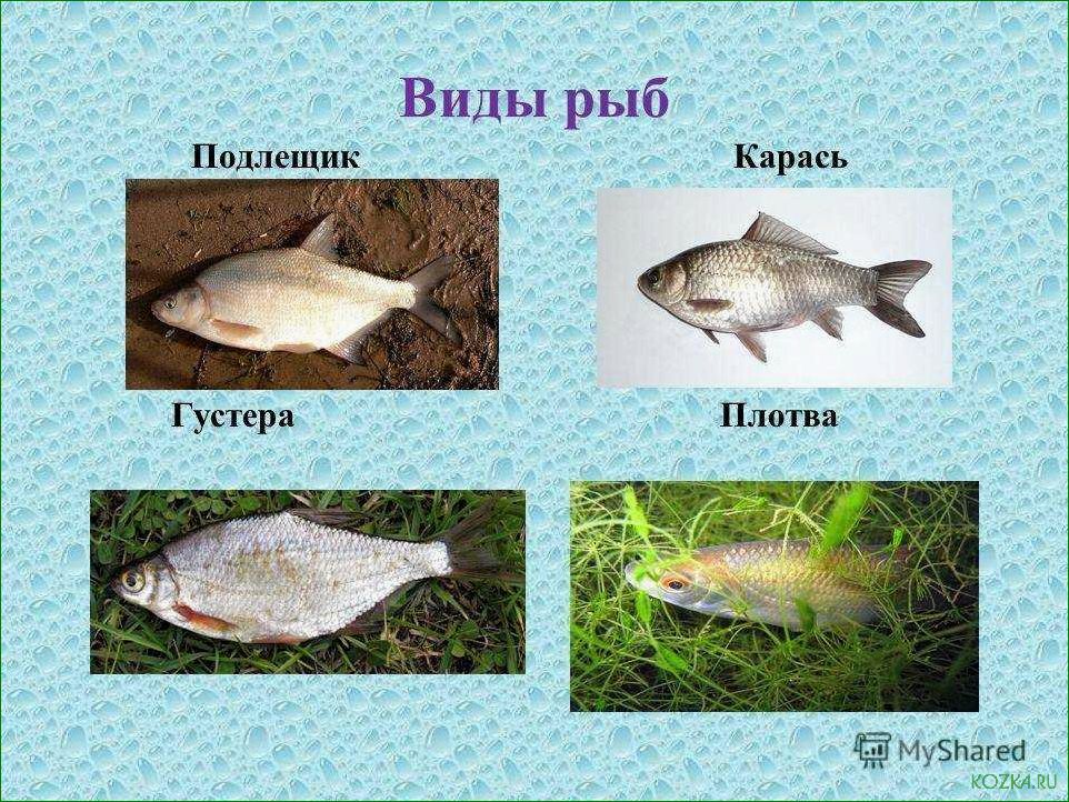 Густера рыба: рецепты приготовления вкусных блюд
